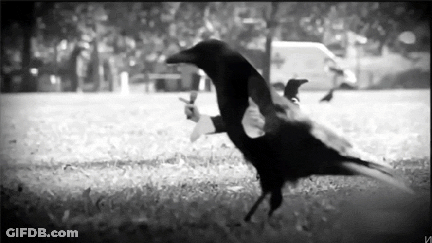 Common Raven Bird Word GIF
