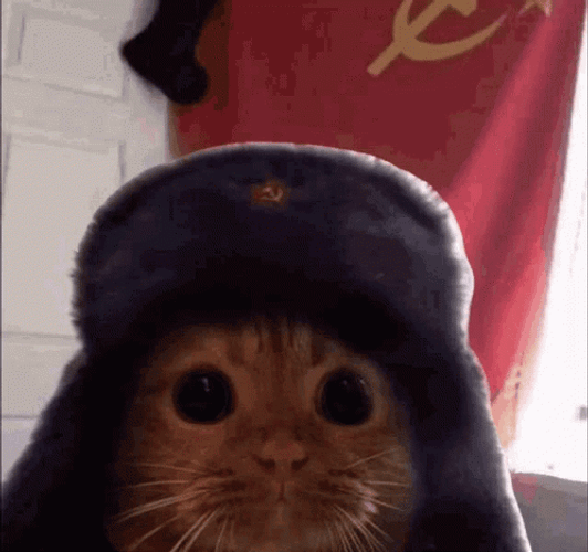 Communism Flag Cute Cat Kitten GIF