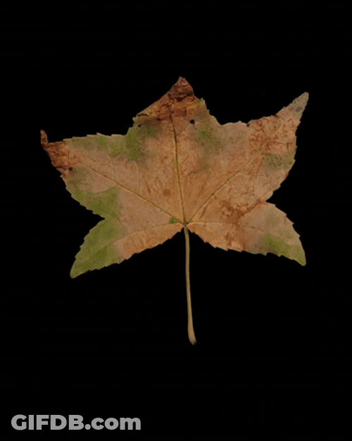Compilation Different Types Of Fall Leaf GIF