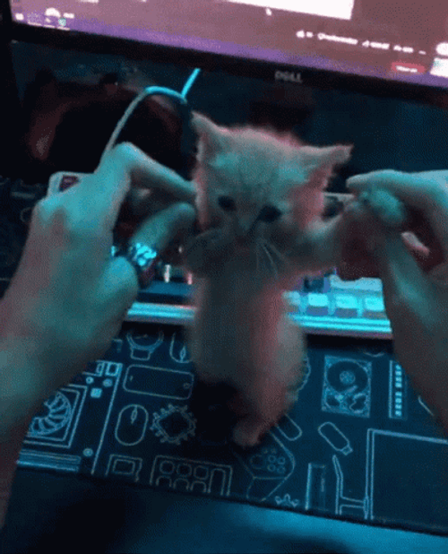 Computer Cat Dancing Meme GIF