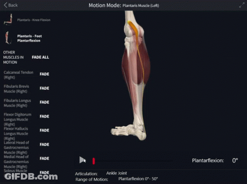 Computer Screen Showing Motion Mode Of Plantaris Muscles GIF