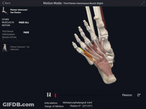 Computer Screen Third Plantar Interosseus Muscle In Motion GIF