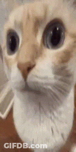 Computer Screen With Mac Installation Window GIF