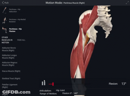 Computer Screen With Skeleton And Muscles Motion Mode GIF