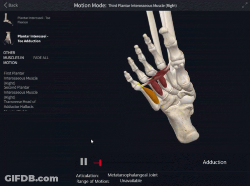 Computer Screen With Third Plantar Interosseus Muscle In Motion GIF