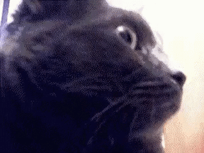 Concerned Black Cat Head Turn Confused GIF