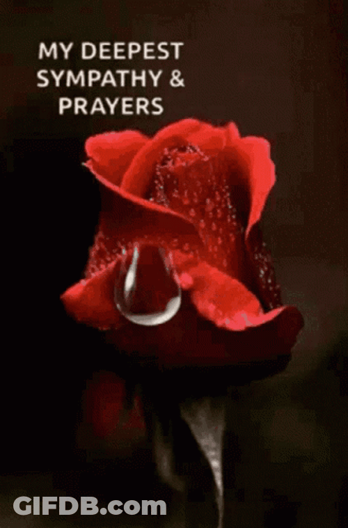 Condolences Crying Rose Deepest Sympathy GIF