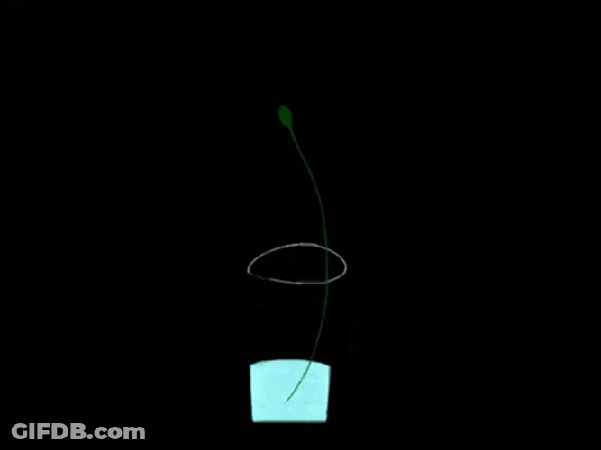 Condolences Sad Animated Dying Rose GIF