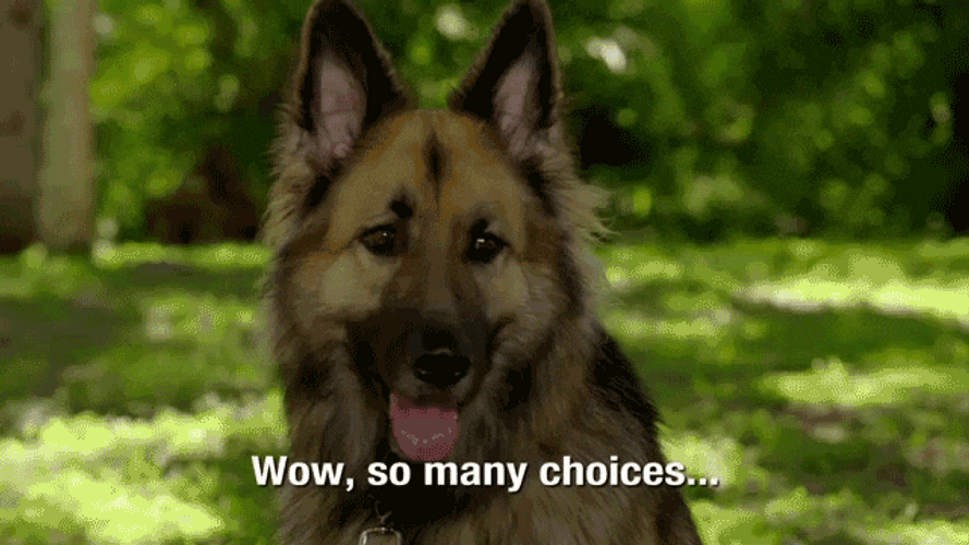 Confuse German Shepherd GIF