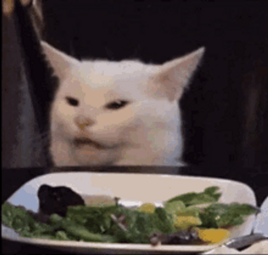 Confused Cat Annoyed With Food GIF