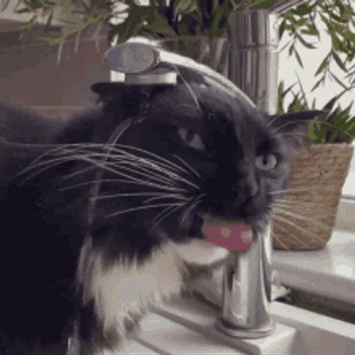 Confused Cat Bathing And Drinking Same Time GIF