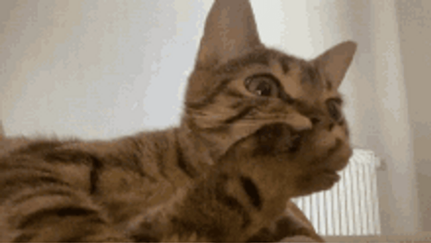 Confused Cat Covering Mouth With Paw GIF