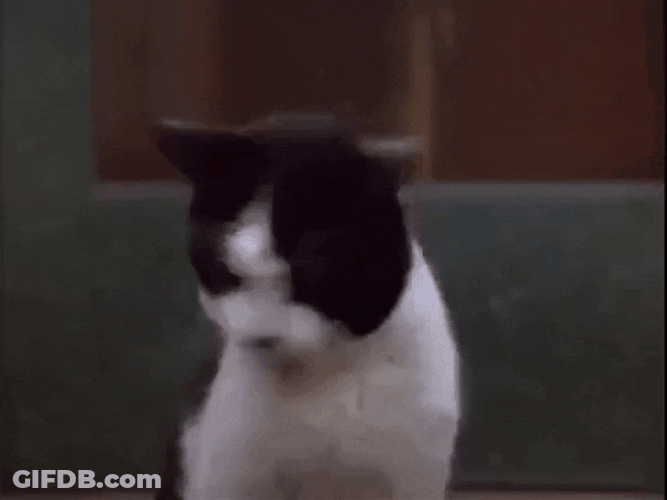 Confused Cat Double Take GIF