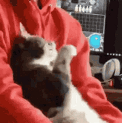 Confused Cat Look Surprised GIF