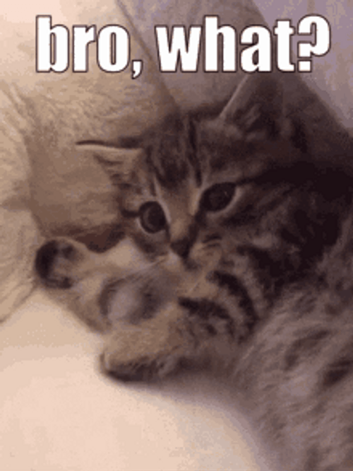 Confused Cat Looking Away GIF