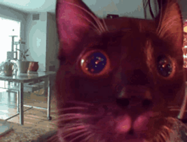 Confused Cat Looking Closely At Camera GIF