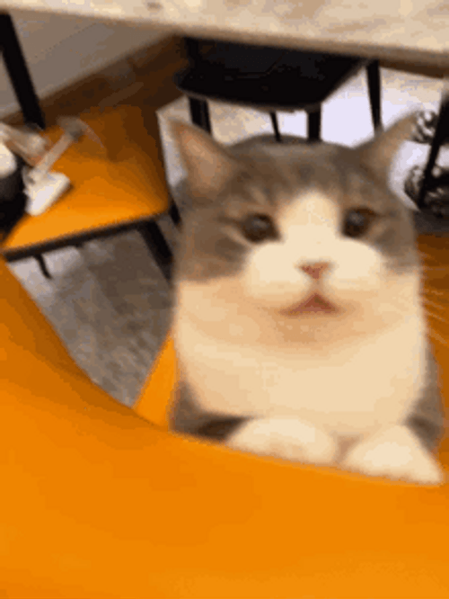 Confused Cat Looking Startled GIF