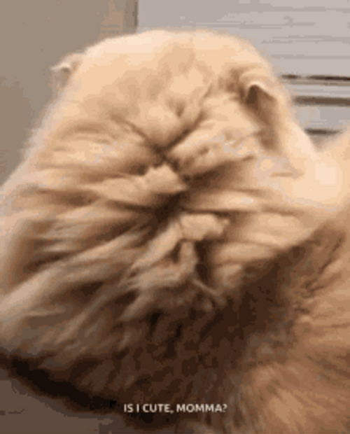 Confused Cat Looking Upside Down GIF