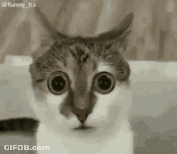 Confused Cat Looks Astounded GIF