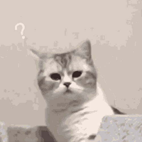 Confused Cat Moving Its Head To Look GIF