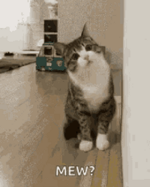 Confused Cat Moving To Take A Closer Look GIF