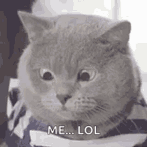Confused Cat Question Mark Not Sure GIF