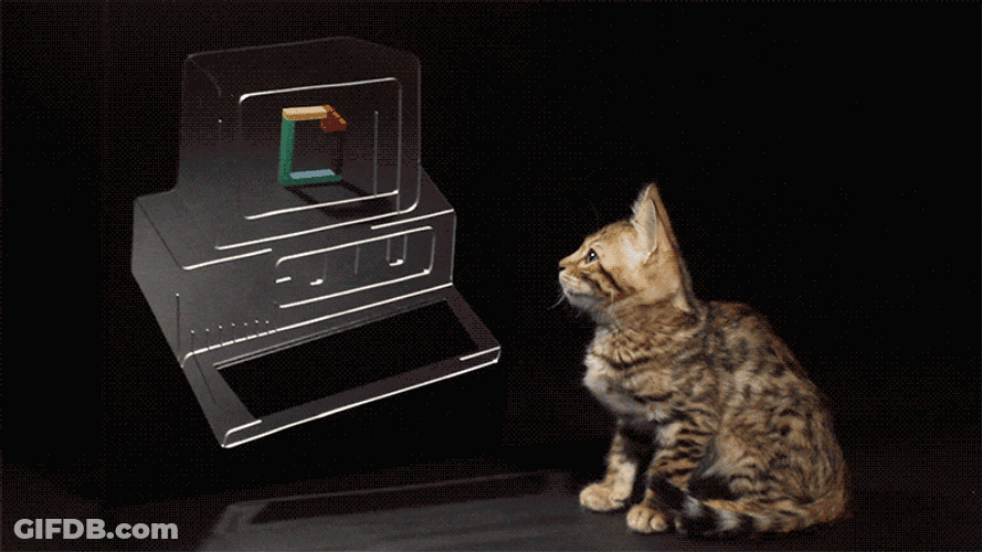 Confused Cat Seeing His Reflection GIF