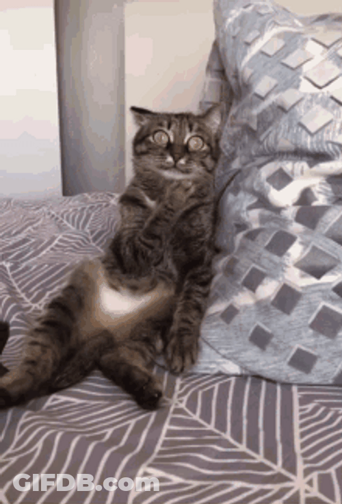 Confused Cat Stunned Reaction GIF