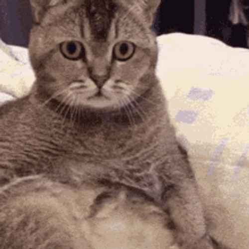 Confused Cat Taking Double Look GIF