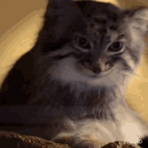 Confused Cat Tilting Head Upwards GIF