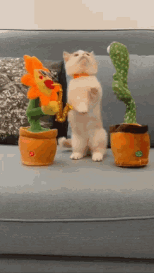 Confused Cat Trying To Touch The Toys GIF