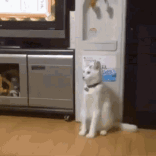 Confused Cat Walking Like Human GIF