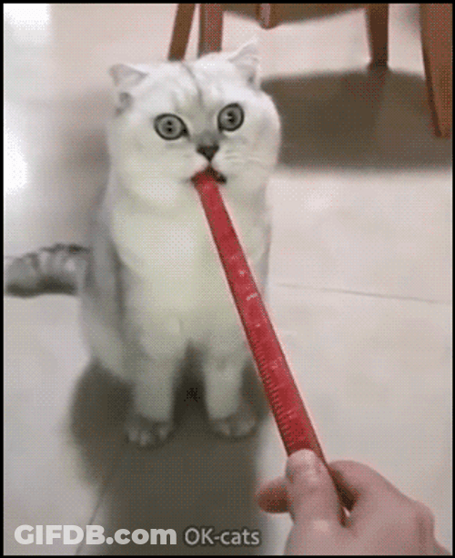 Confused Cat Whatcha Doin GIF