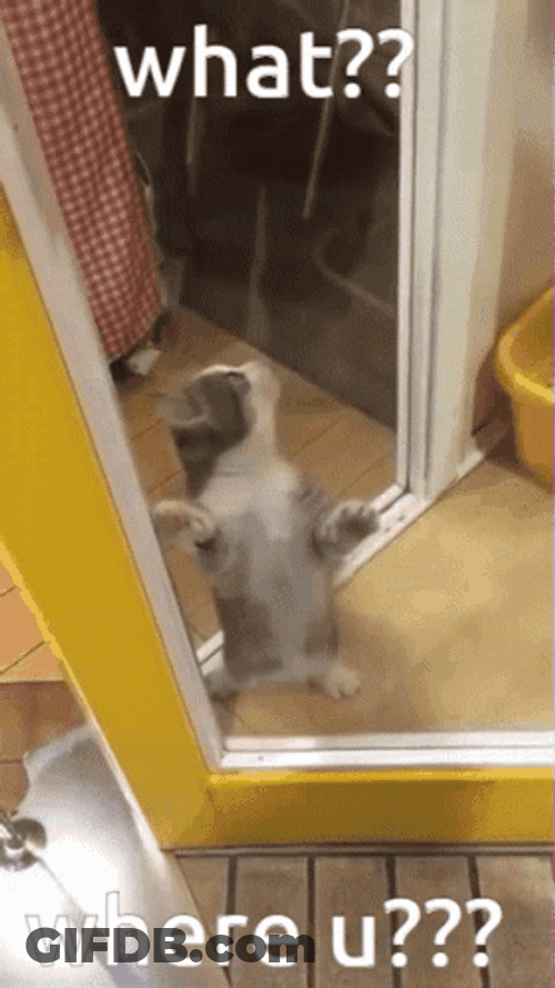 Confused Cat Where GIF