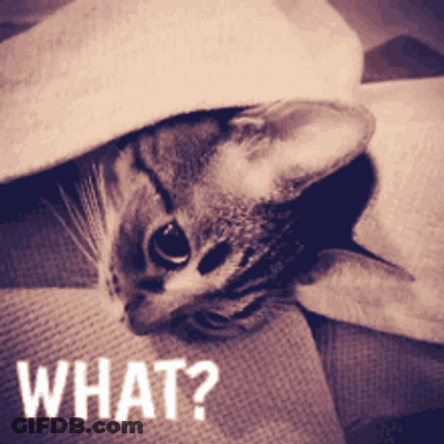Confused Cute Cat Looking Up GIF