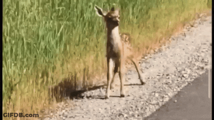 Confused Deer Running Back GIF