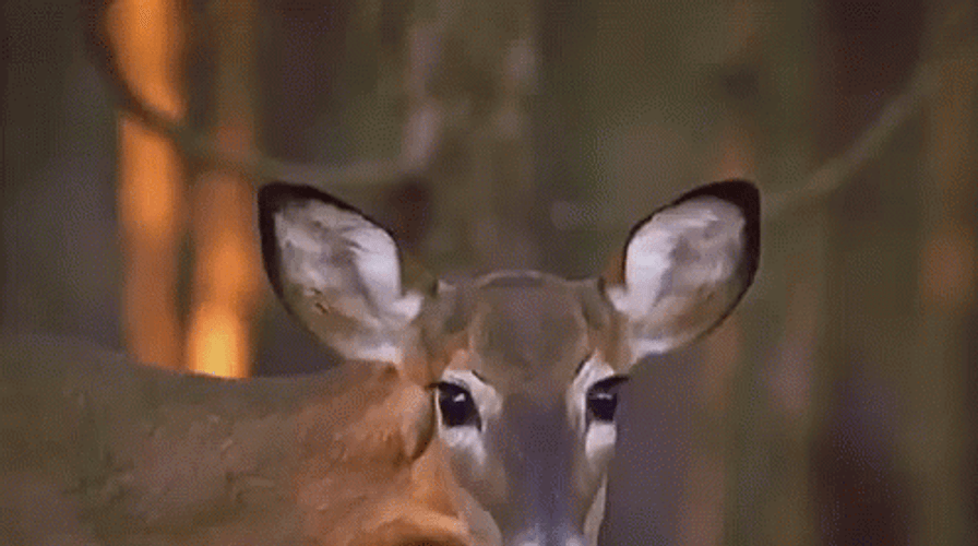 Confused Deer Stare GIF