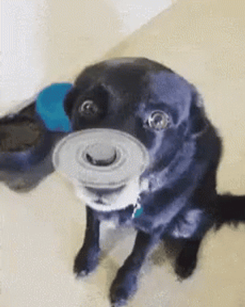 Confused Dog Fidget Spinner In His Nose GIF