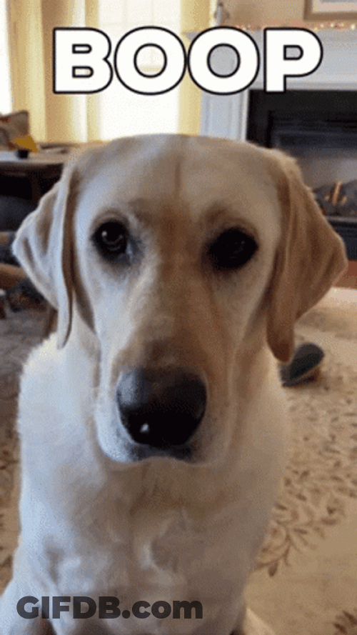 Confused Dog Getting Boop GIF