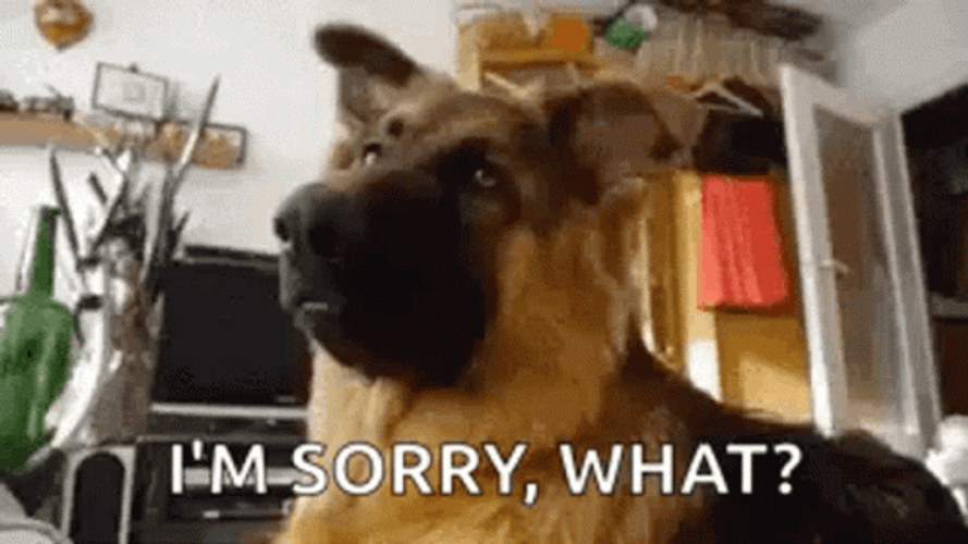 Confused Dog Im Sorry What GIF
