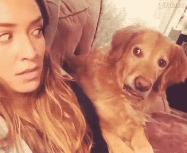 Confused Dog Looking At The Woman GIF
