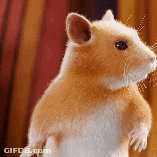 Confused Hamster Dance Feet Taps GIF