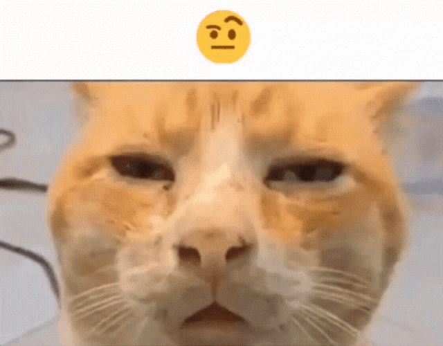 Confused Huh Cat Meme GIF