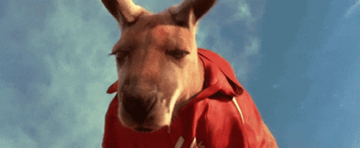 Confused Kangaroo Jack GIF