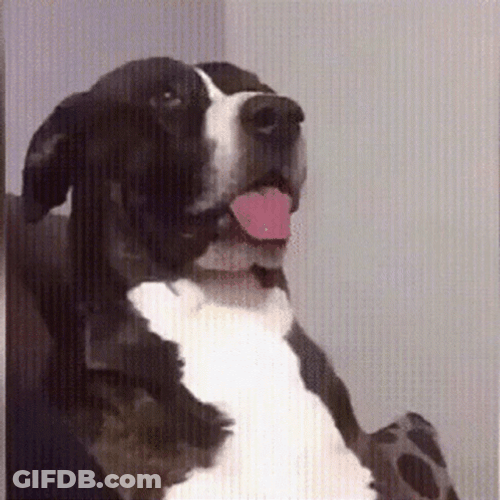 Confused Look Cute Dog GIF