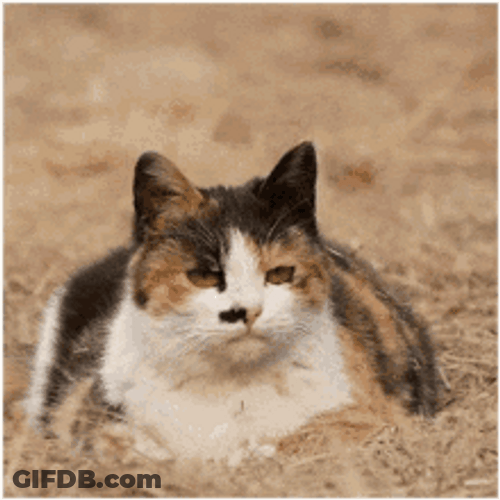 Confused Looking Cat Head Moving GIF