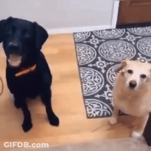 Confused Meme Face Of Dogs GIF