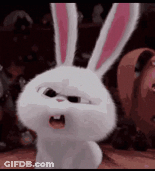 Confused Meme Face Of Rabbit GIF