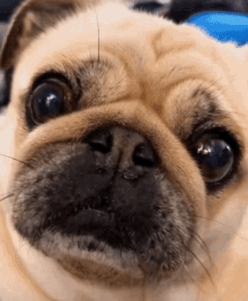 Confused Pug Dog GIF