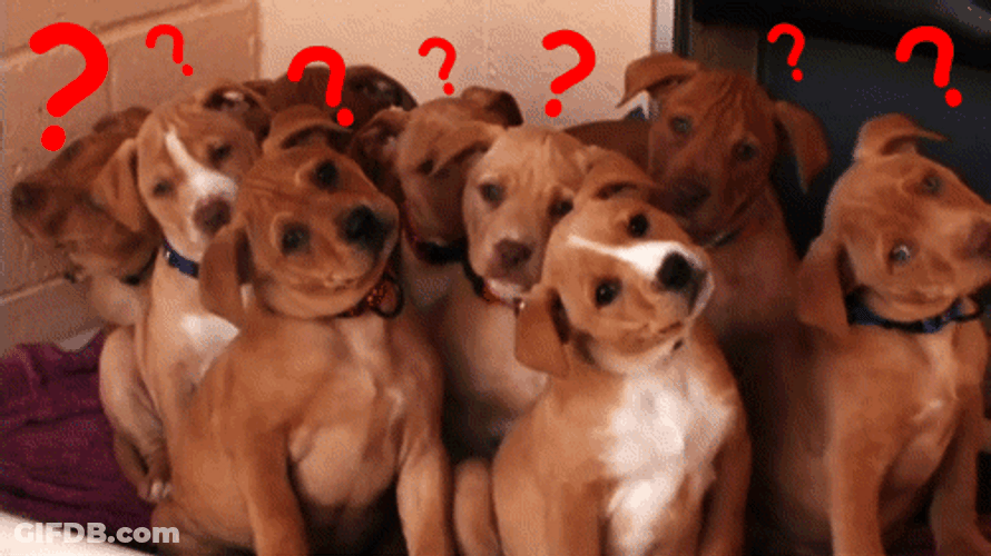 Confused Puppy Question Mark GIF